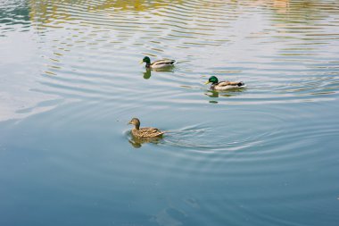 Gölde yüzen ördekler 