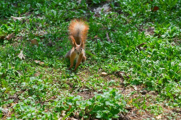 Ein Eichhörnchen mit einer Mutter — Stockfoto