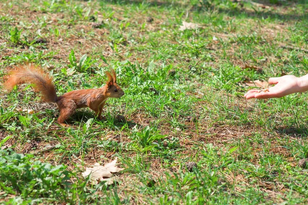 Um esquilo com uma porca — Fotografia de Stock