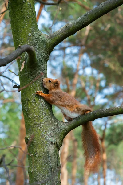 Un écureuil sur un arbre — Photo