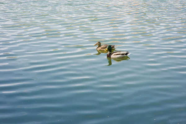Anatre galleggianti sul lago — Foto Stock