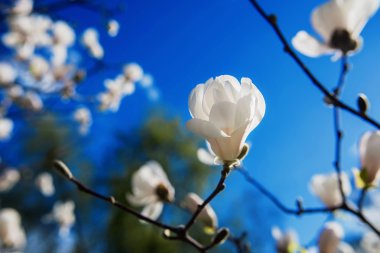 white blooming magnolias  clipart