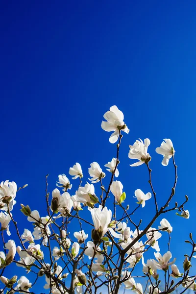 Bílý kvetoucí magnólie — Stock fotografie