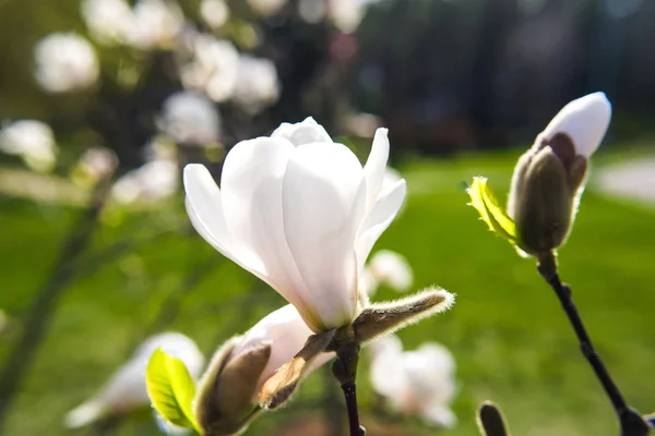 Λευκό magnolias ανθοφορία την άνοιξη — Φωτογραφία Αρχείου