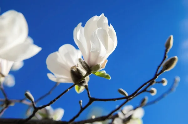 Białe kwitnące Magnolie w spring — Zdjęcie stockowe