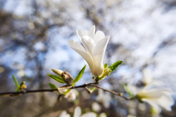 봄에 흰색 개화 태산목 — 스톡 사진