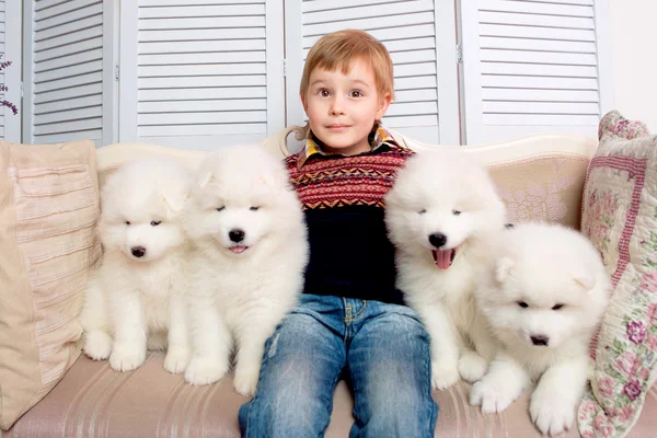 Boy sitting on sofa with white puppies — Stock Photo, Image