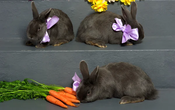 Серые кролики с фиолетовыми лентами — стоковое фото