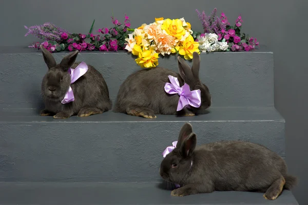 Угорська-сірі кролики — стокове фото