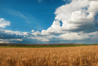 Yaz aylarında bulutlu günde buğday alanı