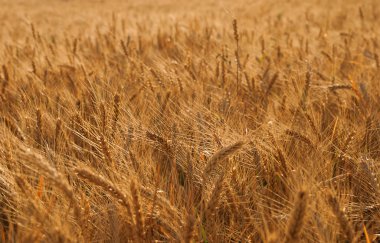 Yaz aylarında bulutlu günde buğday alanı