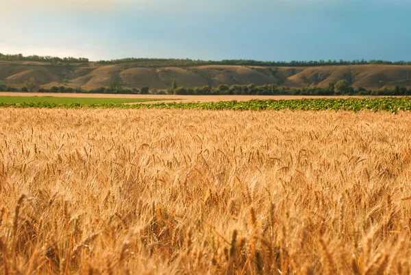 Pole pszenicy w pochmurny dzień w lecie — Zdjęcie stockowe