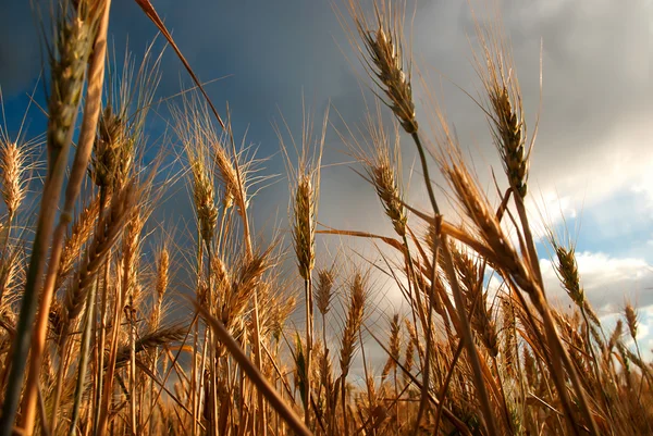 Pole pszenicy w pochmurny dzień w lecie — Zdjęcie stockowe