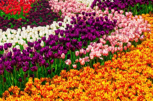 Buntes Feld von Tulpen — Stockfoto