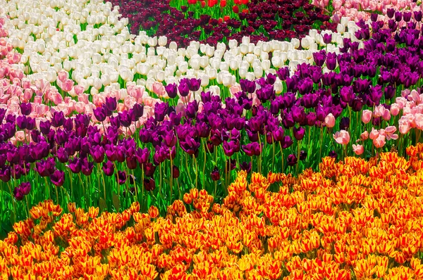 Campo colorido de tulipas — Fotografia de Stock