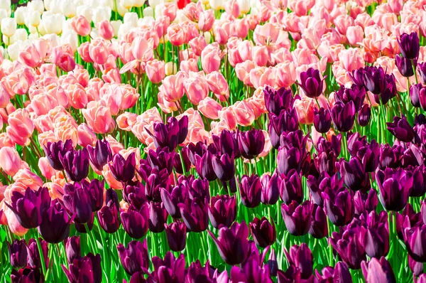 Colorful field of tulips — Stock Photo, Image