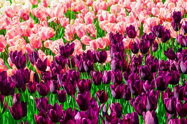 Campo colorido de tulipas — Fotografia de Stock