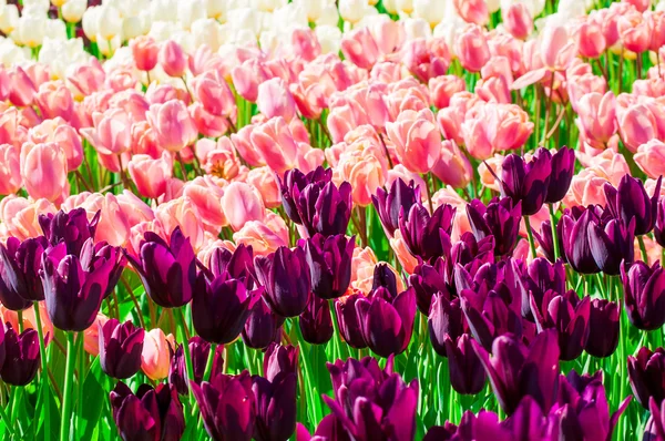 Colorful field of tulips — Stock Photo, Image