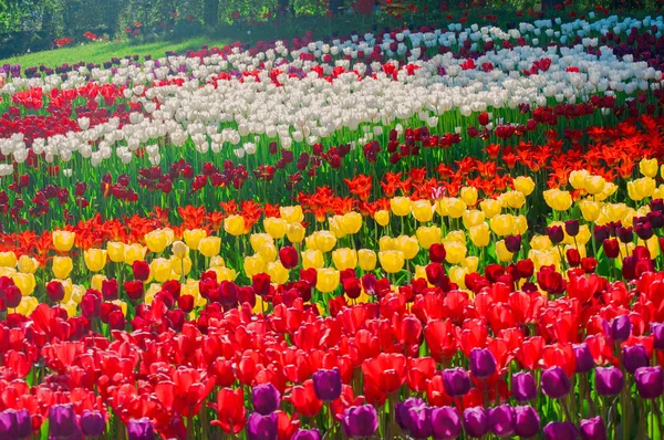 Buntes Feld von Tulpen — Stockfoto