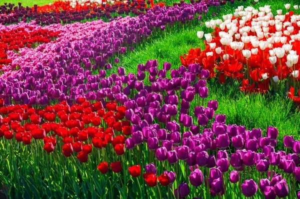 Buntes Feld von Tulpen — Stockfoto