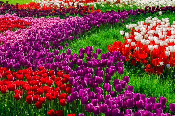 Campo colorido de tulipas — Fotografia de Stock