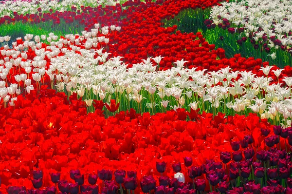 Kleurrijk veld van tulpen — Stockfoto