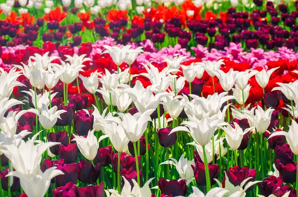 Campo colorido de tulipas — Fotografia de Stock