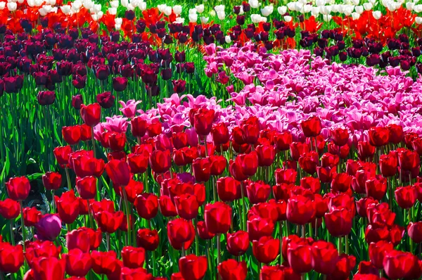 Colorful field of tulips — Stock Photo, Image