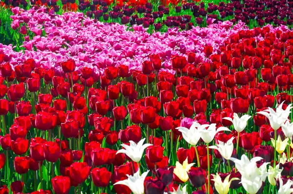 Campo colorido de tulipas — Fotografia de Stock