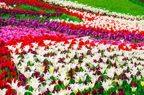 Campo colorido de tulipas — Fotografia de Stock