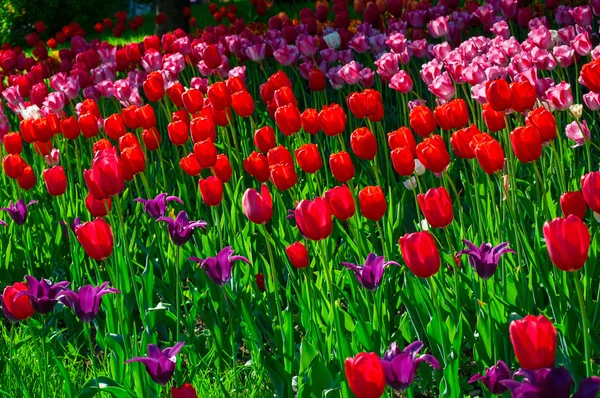 Buntes Feld von Tulpen — Stockfoto