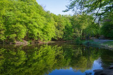 manzara: güneşli bir günde gölet suyuna yansıyan ormanda yeşil ağaçlar