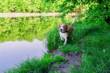  beagle köpek fotoğrafı