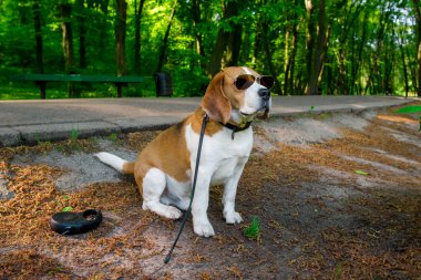 Beagle köpek açık parkta yürüyüş üzerinde güneş gözlüğü