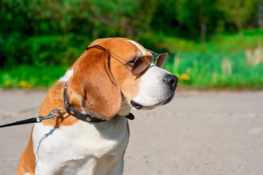 Beagle köpek açık parkta yürüyüş üzerinde güneş gözlüğü