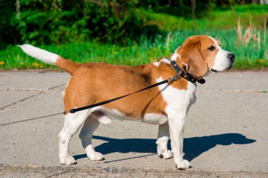 Bahar fotoğraf beagle köpek