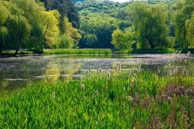 manzara: güneşli bir günde gölet suyuna yansıyan ormanda yeşil ağaçlar