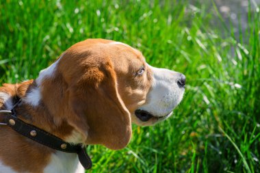 Bahar fotoğraf beagle köpek