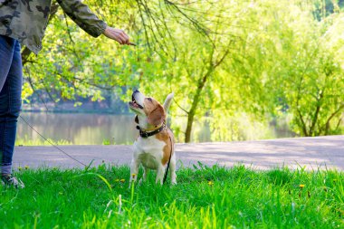 Bahar fotoğraf beagle köpek