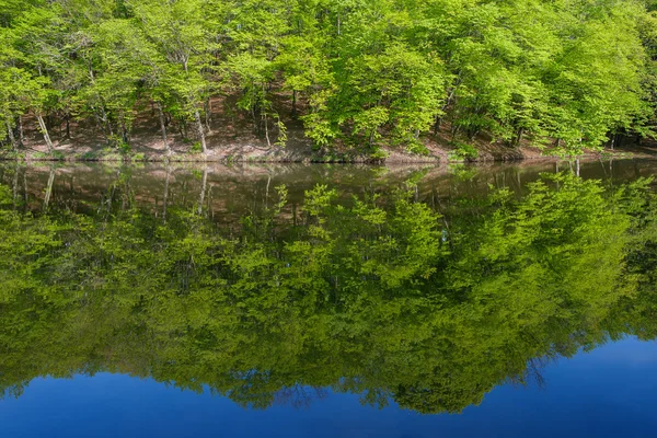 Paysage : arbres verts dans la forêt reflétant dans l'eau de l'étang par temps ensoleillé — Photo