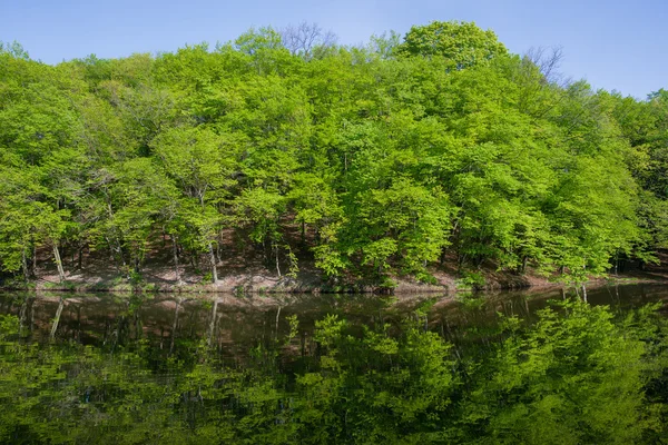 landscape: green trees in forest reflecting in water of pond in sunny day