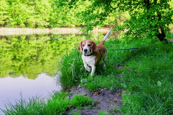 Foto i beagle hund - Stock-foto