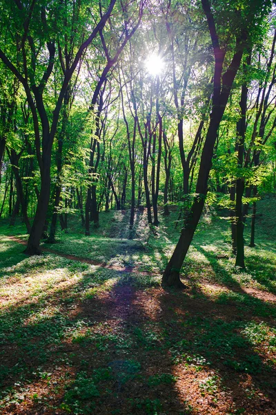 여름에 화창한 날에 숲에서 녹색 나무 — 스톡 사진