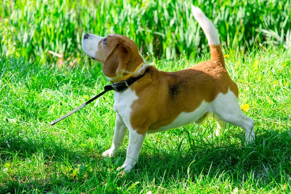 Primavera foto del cane beagle — Foto Stock