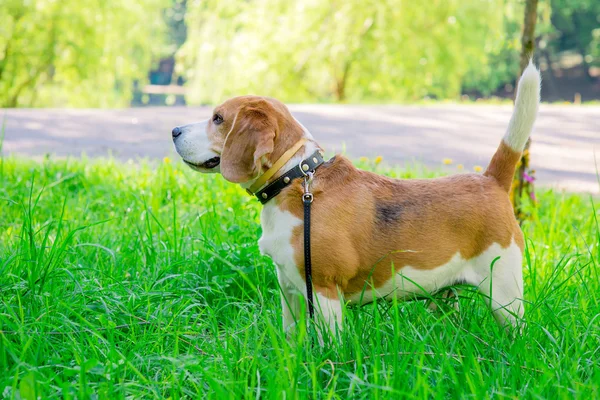 Primavera foto do cão beagle — Fotografia de Stock