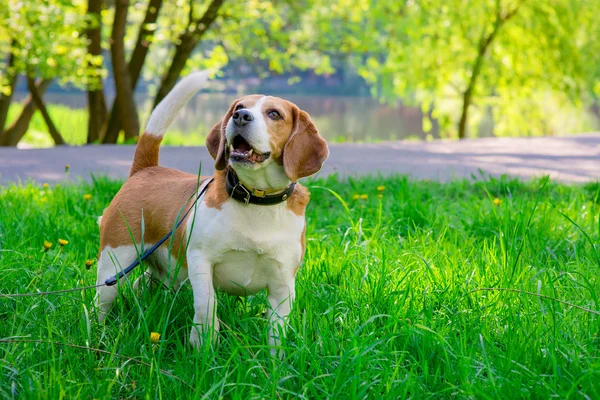 Bahar fotoğraf beagle köpek