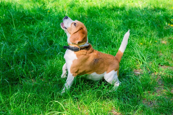 Wiosna zdjęcie psa beagle — Zdjęcie stockowe