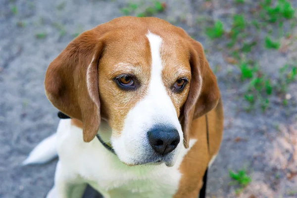 Foto del cane beagle — Foto Stock