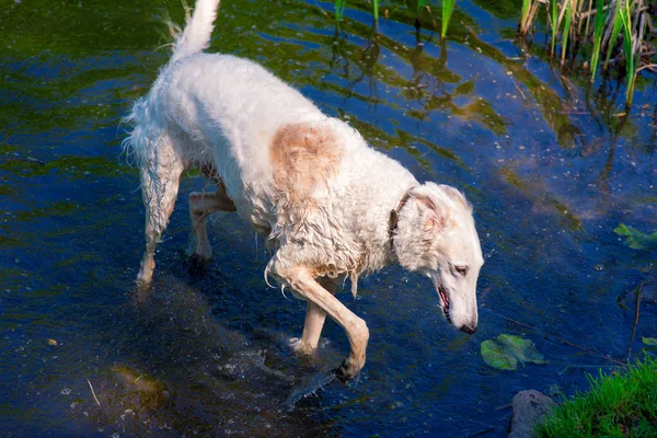 Greyhound pływanie w stawie w słoneczny dzień — Zdjęcie stockowe