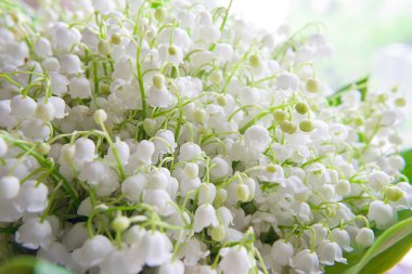 buket çiçek açması lily 